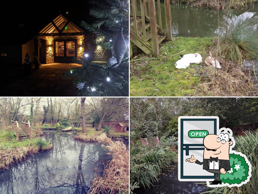 The Duck on the Pond