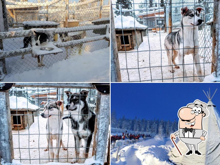 Lapland Huskies (Lapland Safaris)