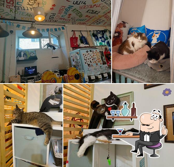 Котокафе Котовский