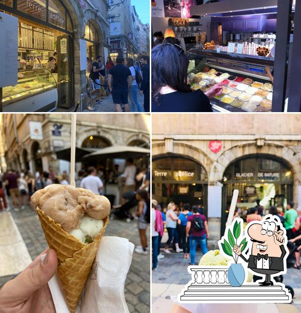 Glacier Terre adélice LYON