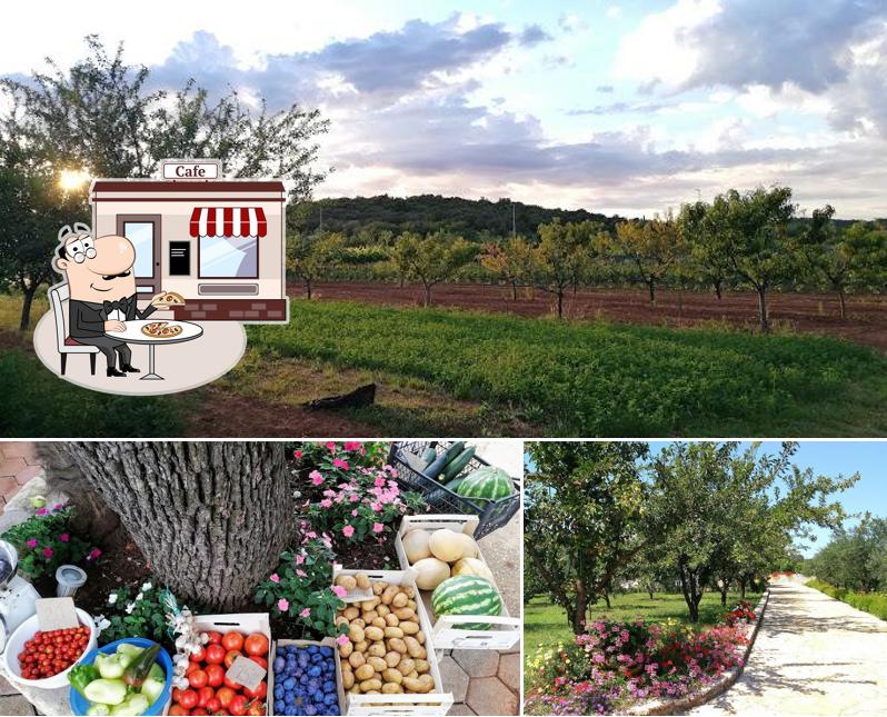 Agro Ive