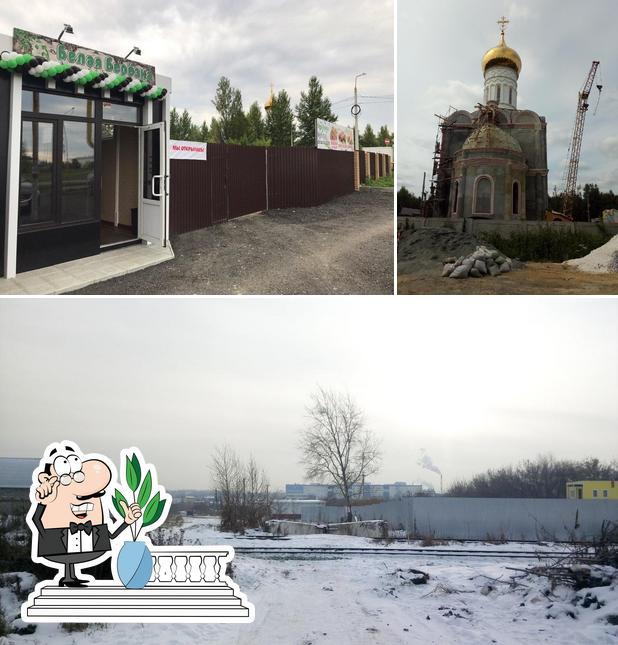 Белая березка