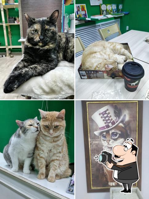 Котокафе Мурград