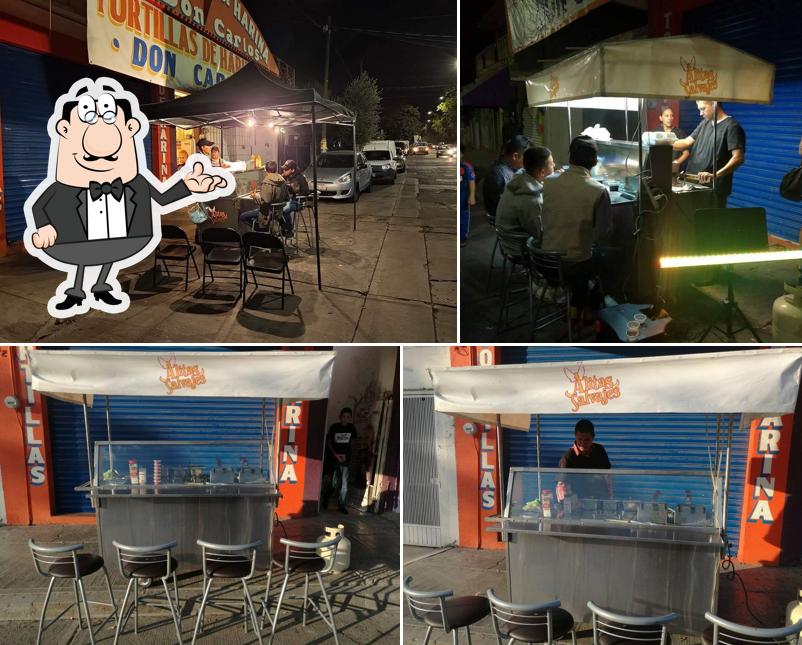 Alitas salvajes