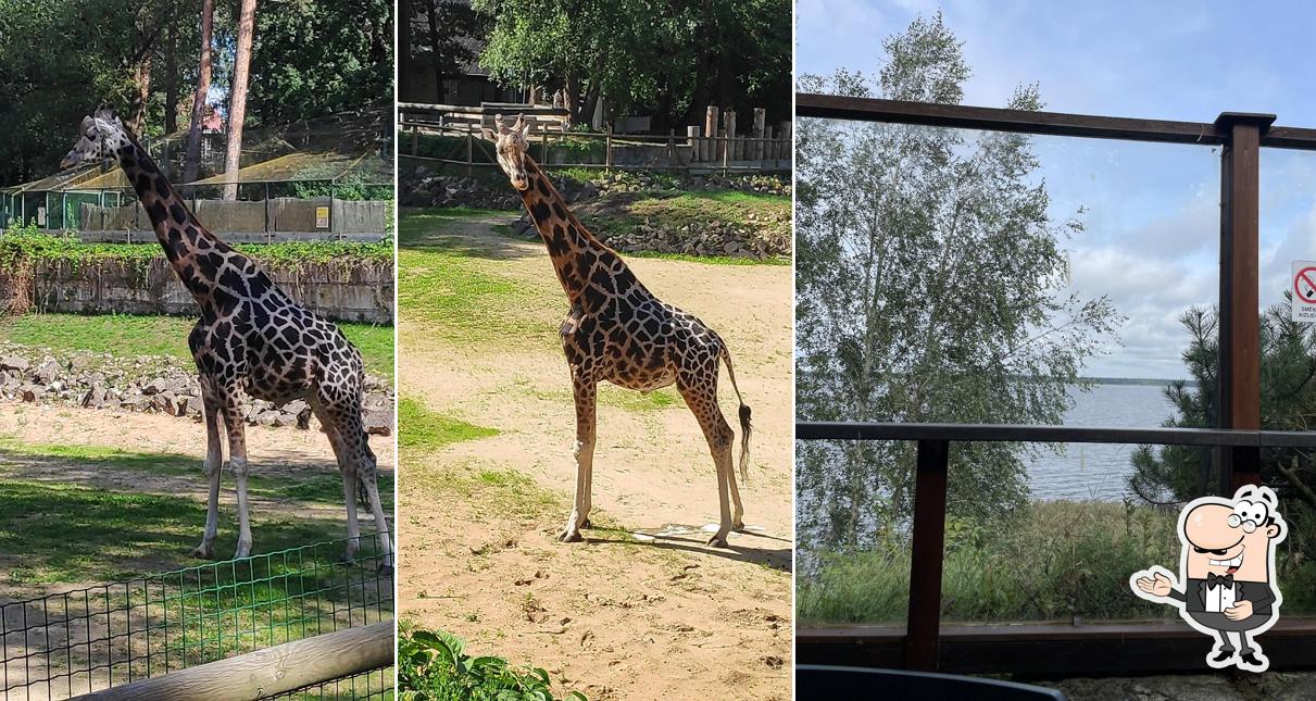 Riga Zoo cafe