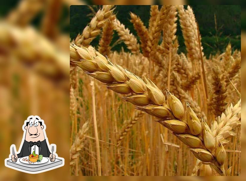 Triticum