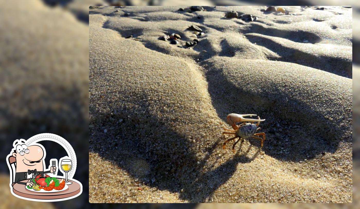 Crab Fiddler