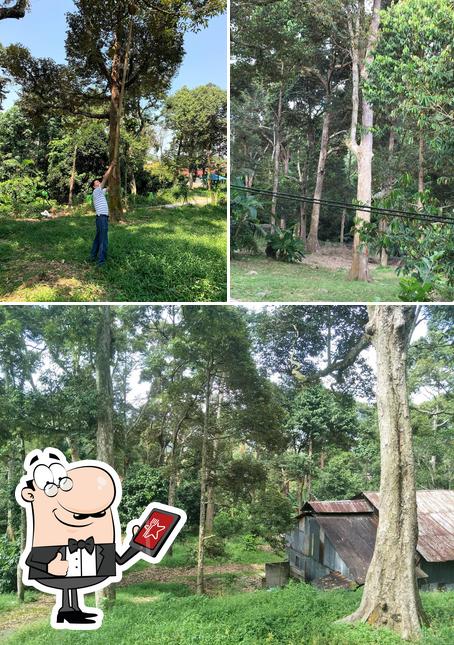 Wong Durian House 黄家果园