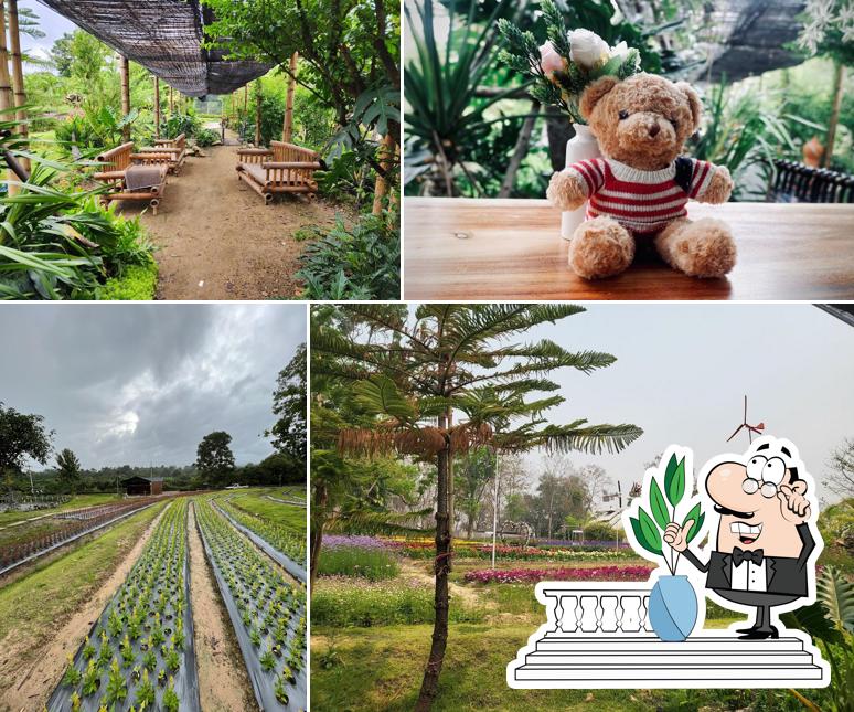 สวนนกยูงลุงพงศ์ - UNCLE PONG PEACOCK FARM