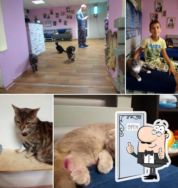 котокафе "КОТейня"