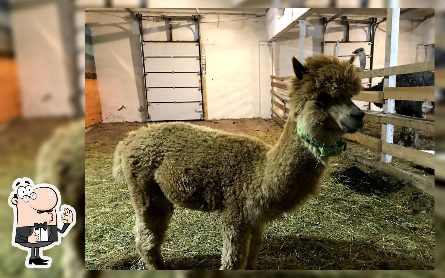 Мурманская Страусиная Ферма