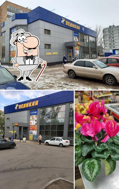 Белый пеликан