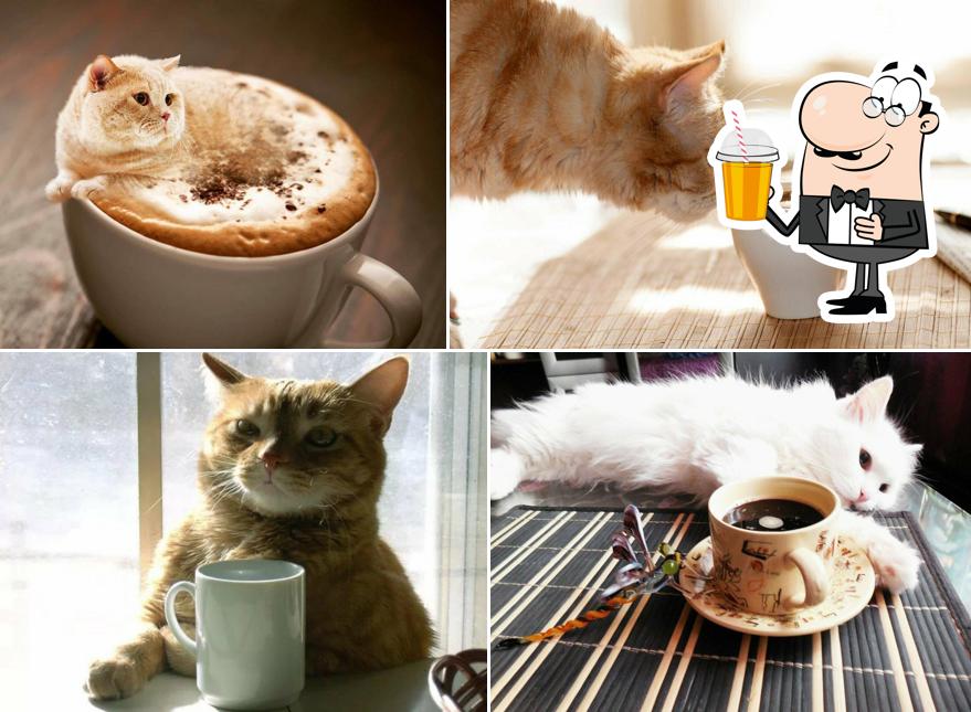Meow Coffee