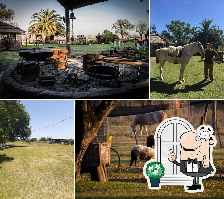 El Gateado CAMPO de Tomás jofre