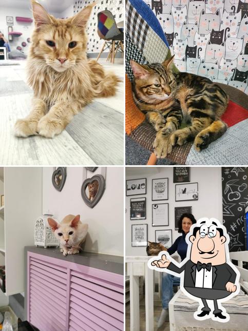 Котокафе Помурррчим