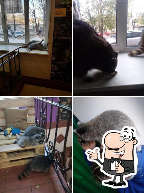 Господин Енот