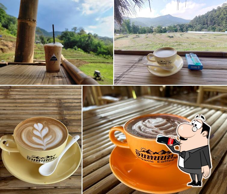 อินทนนท์ Organic coffee