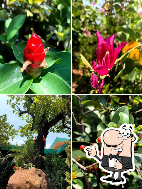 Café Amazon