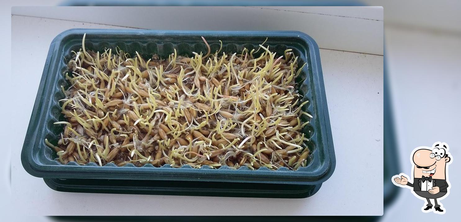 Колибри