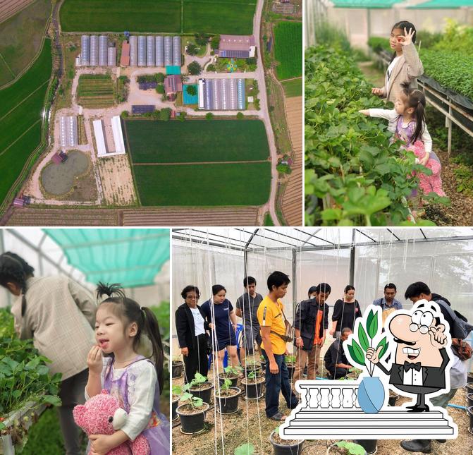 โอโซนฟาร์ม Ozone Farm & สวนผีเสื้อ Butterfly Dream Chiang Rai