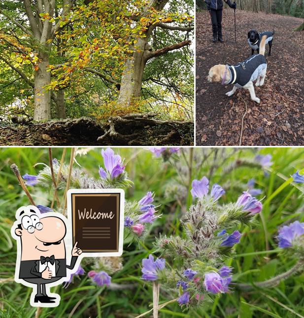 Crickley Hill Country Park