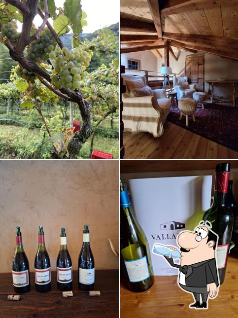 Azienda Agricola con produzione di vini e spumanti biologica e agriturismo