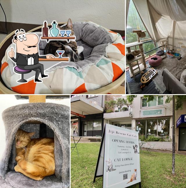 Jiji Rescue Cat Cafe (Cat Lounge - Online Booking Essential)
