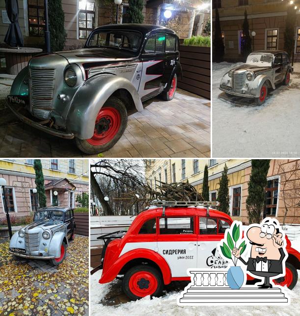 Собака Павлова