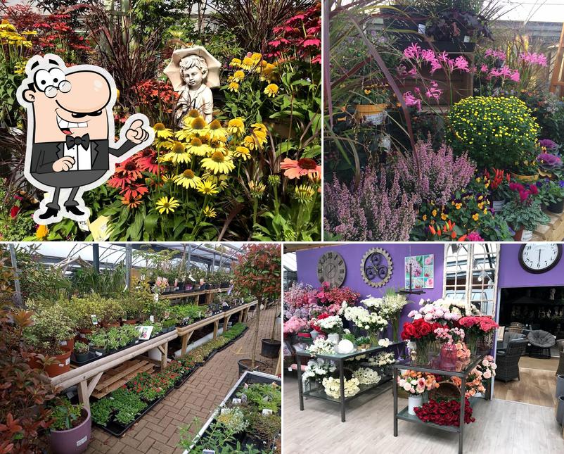 Mid Ulster Garden Centre