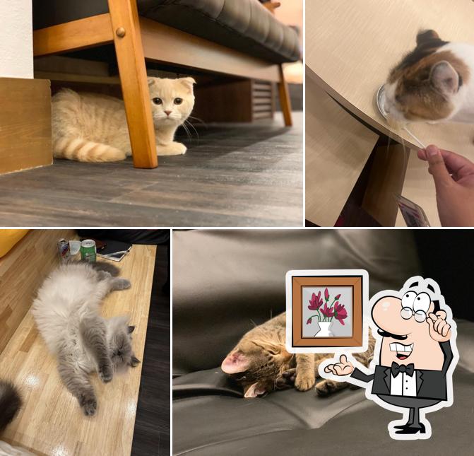 Cat Cafe Puchi Marry AEON MALL KAHOKU