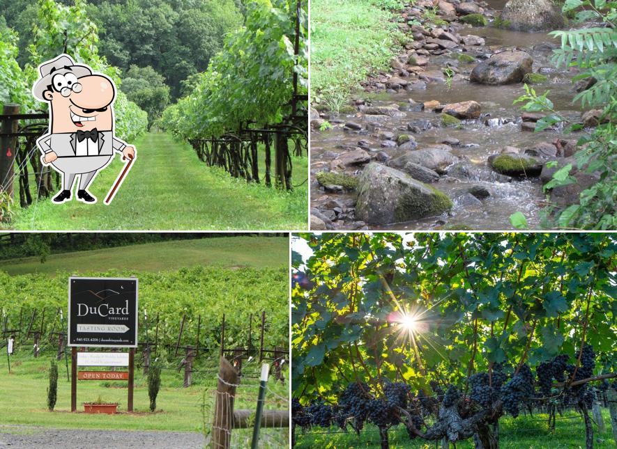 Ducard Vineyards