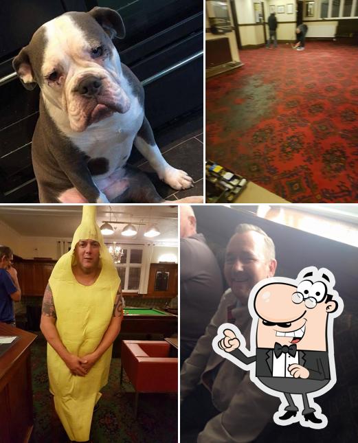 The Bulldog