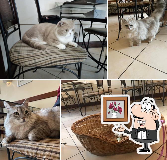 Cats