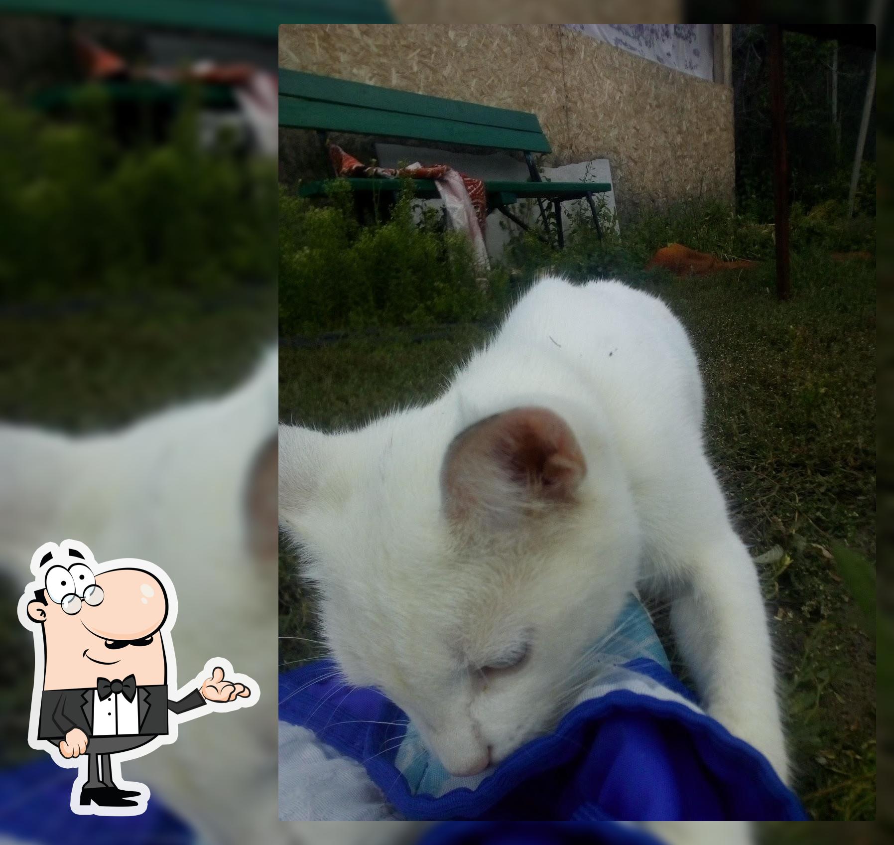 Кишмиш