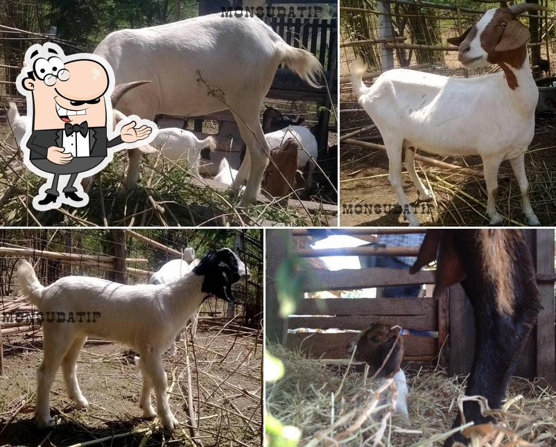 FarmMonsudatip