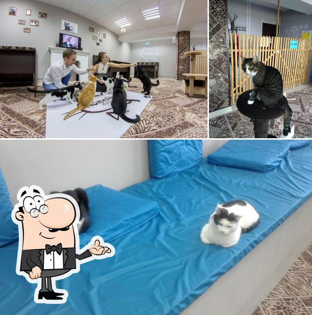"Котейка" КотоКафе