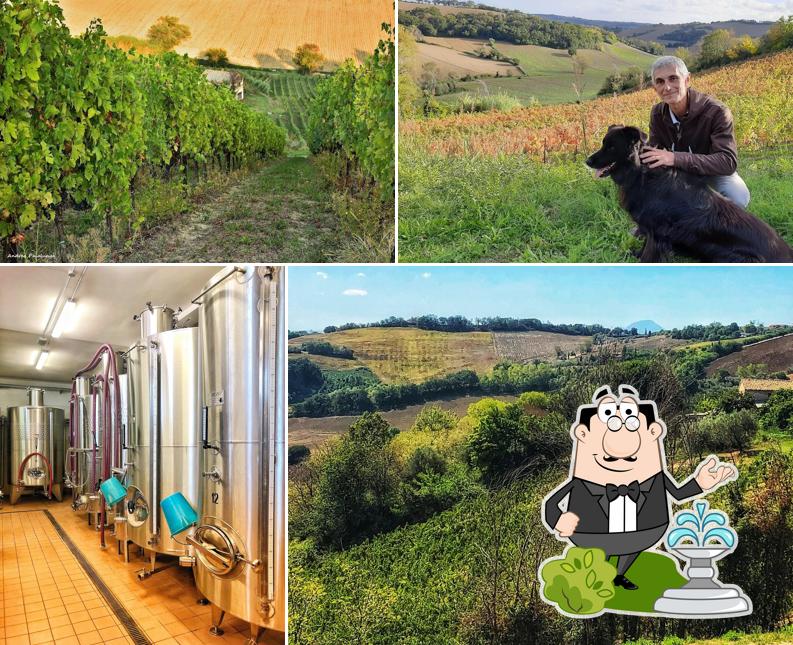 Vigna degli Estensi