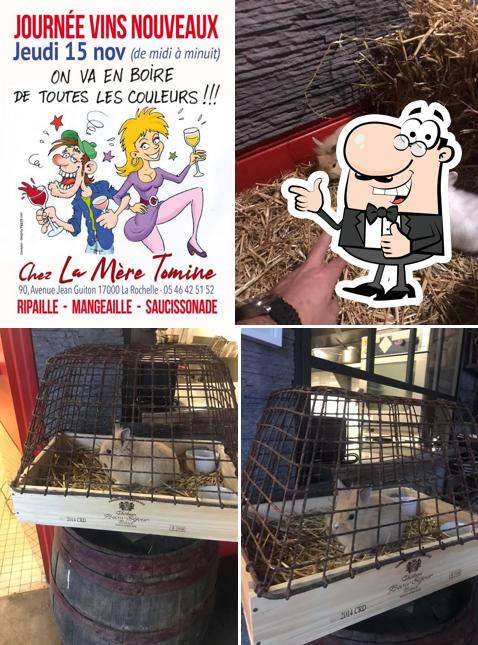 Le Zèbre