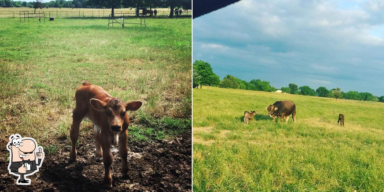 Molina's Cattle