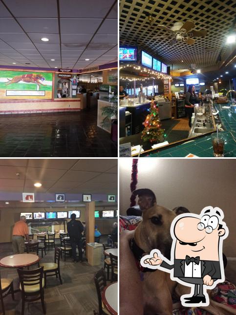Apache Greyhound Park