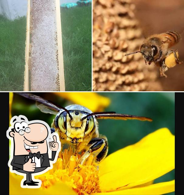 Direct From Hive