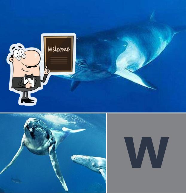 Whale