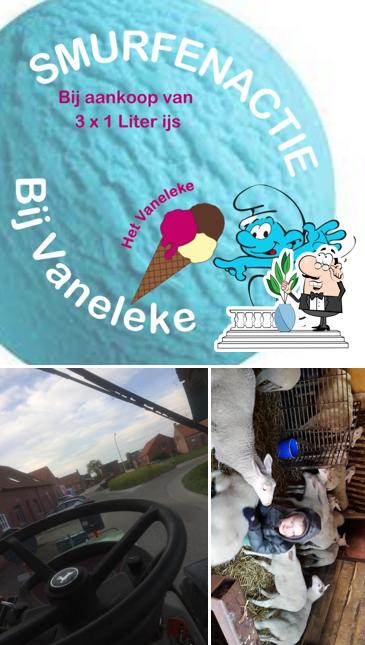 Vaneleke