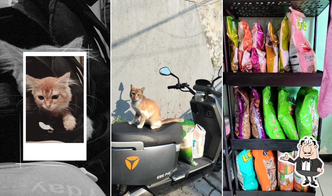 BOBI PET SHOP