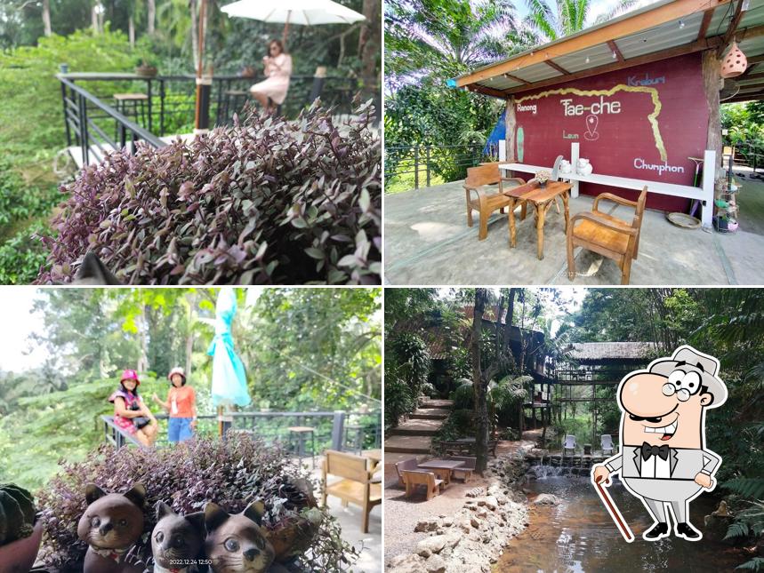 ร้านเตเชกาแฟสด