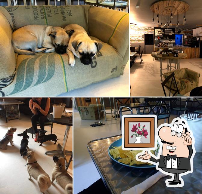 the doghouse coffee lounge