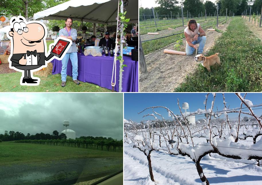 Jules J Berta Vineyards