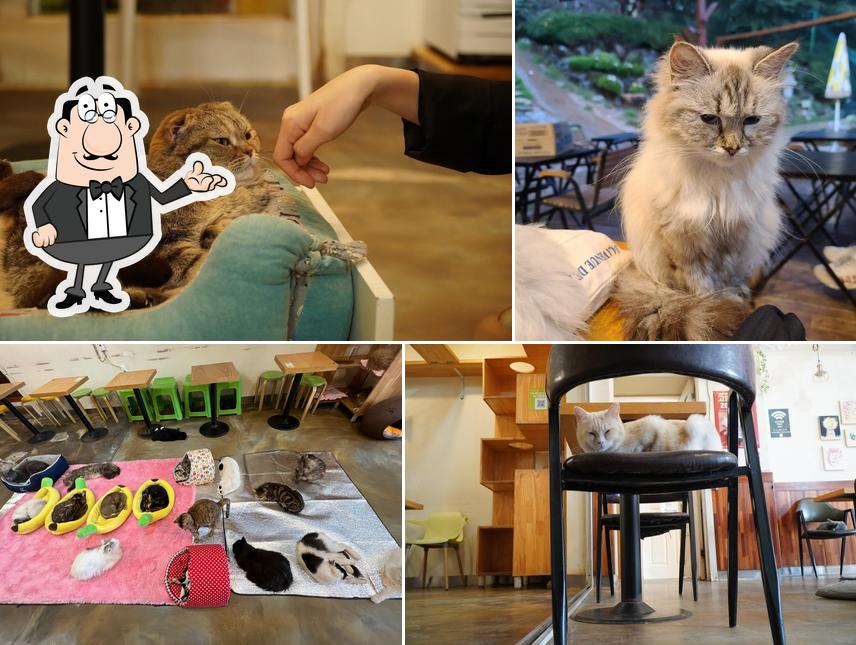 Cat Garden