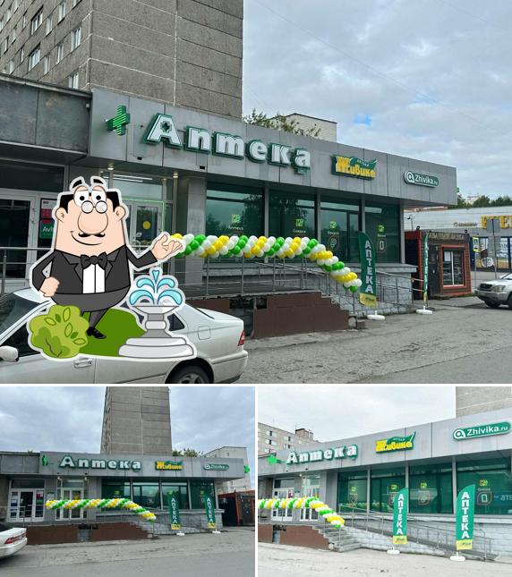 Живика