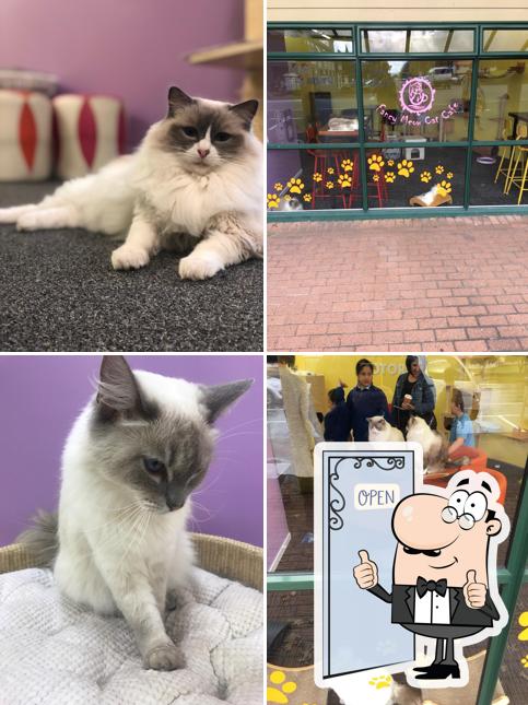 Fancy Meow Cat Cafe